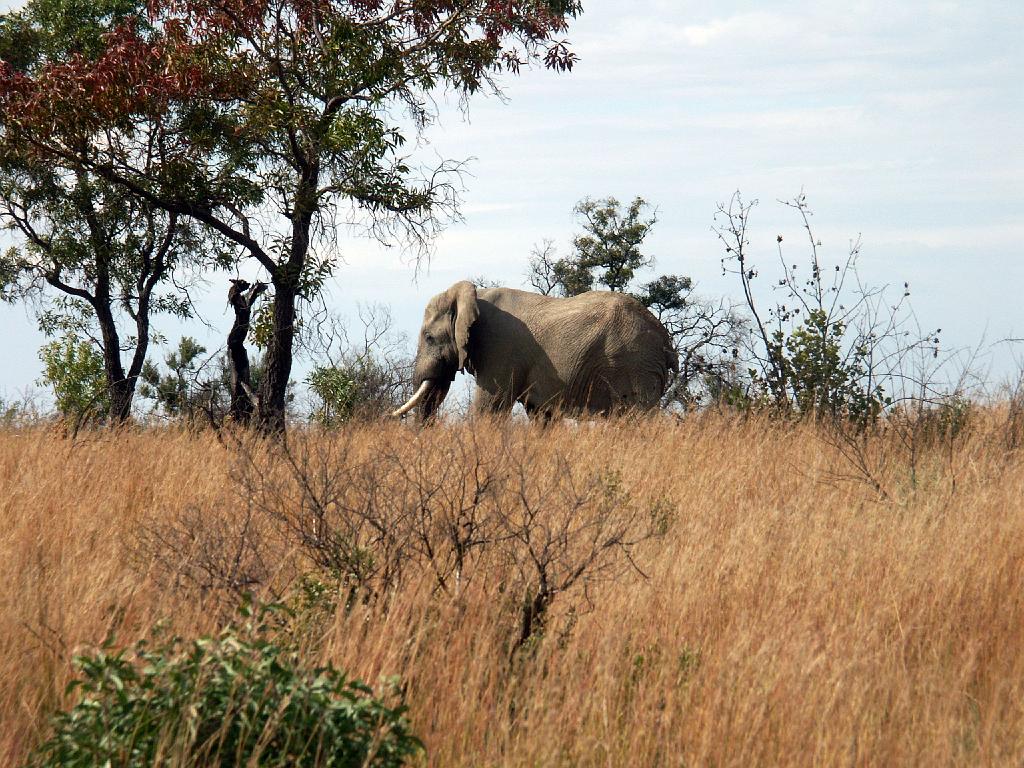 090516_Pilanesberg 206.jpg